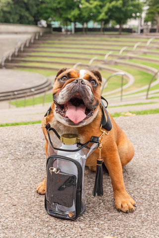 Brown English Bulldog modeling clear stadium HydroBag with black trim and matching RFID pouch with gold hardware.